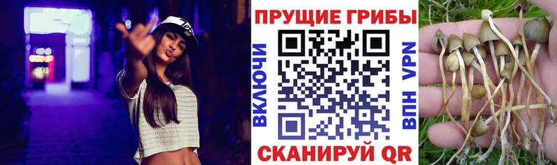 Псилоцибиновые грибы Psilocybe  Чусовой 